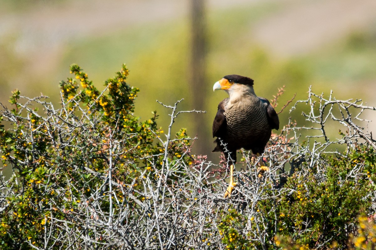 Crested Caracara (Southern) - ML124363471