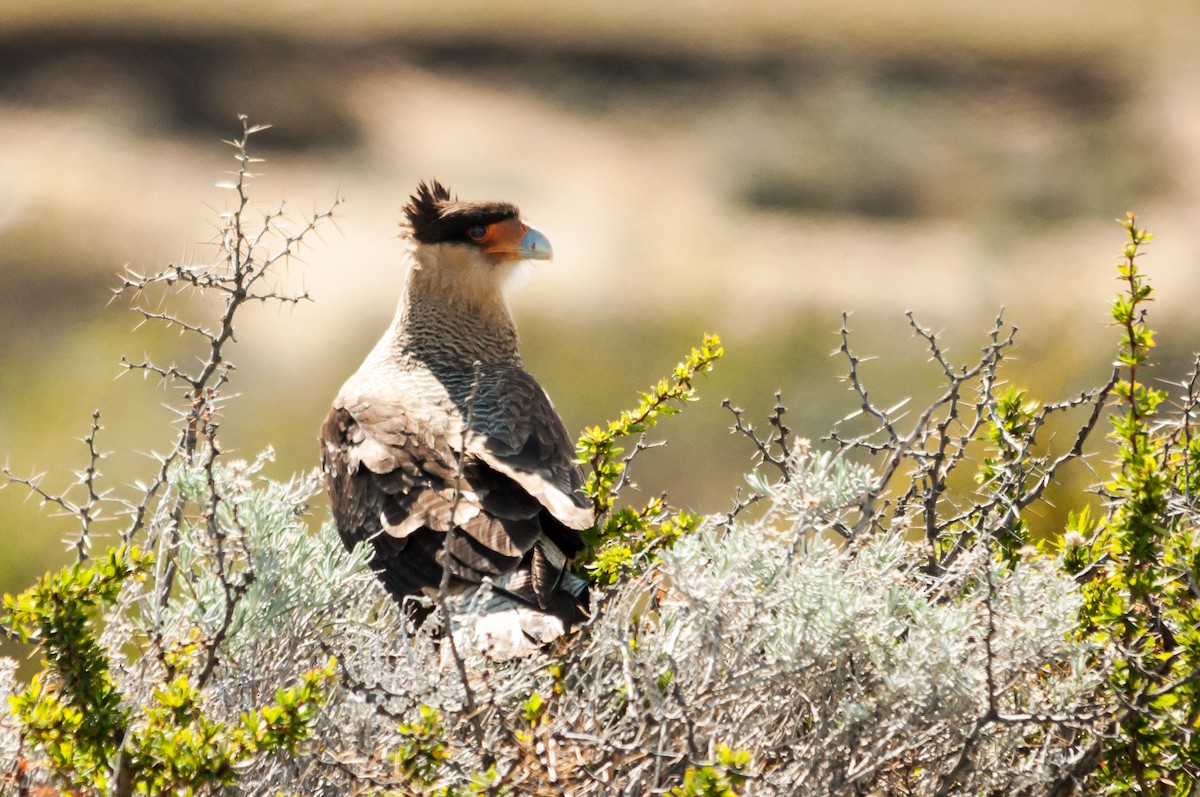Crested Caracara (Southern) - ML124363491