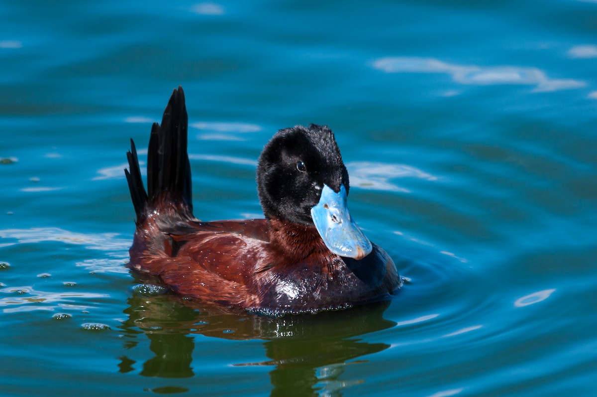 Andean Duck - ML124363581