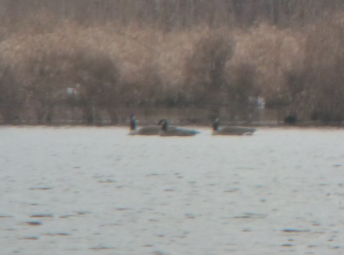 Cackling Goose (Richardson's) - ML124363611