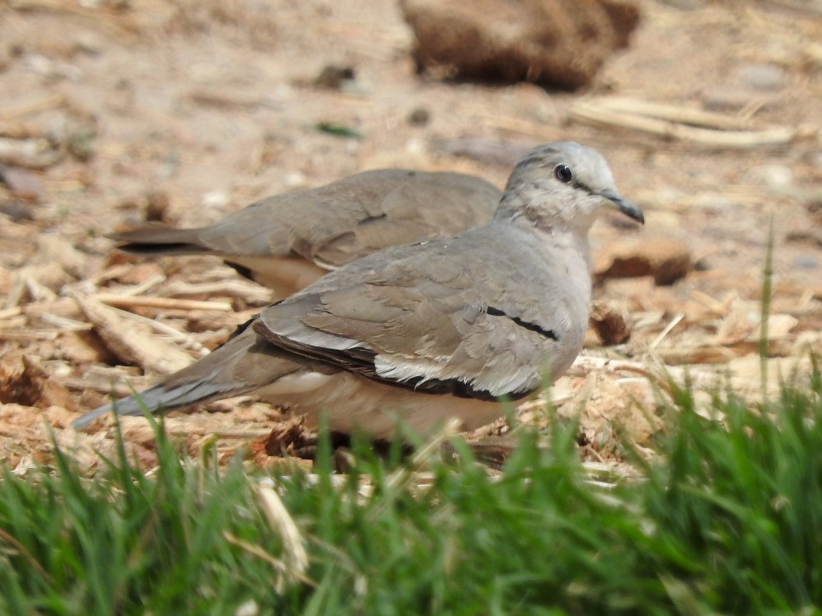 Picui Ground Dove - ML124363641