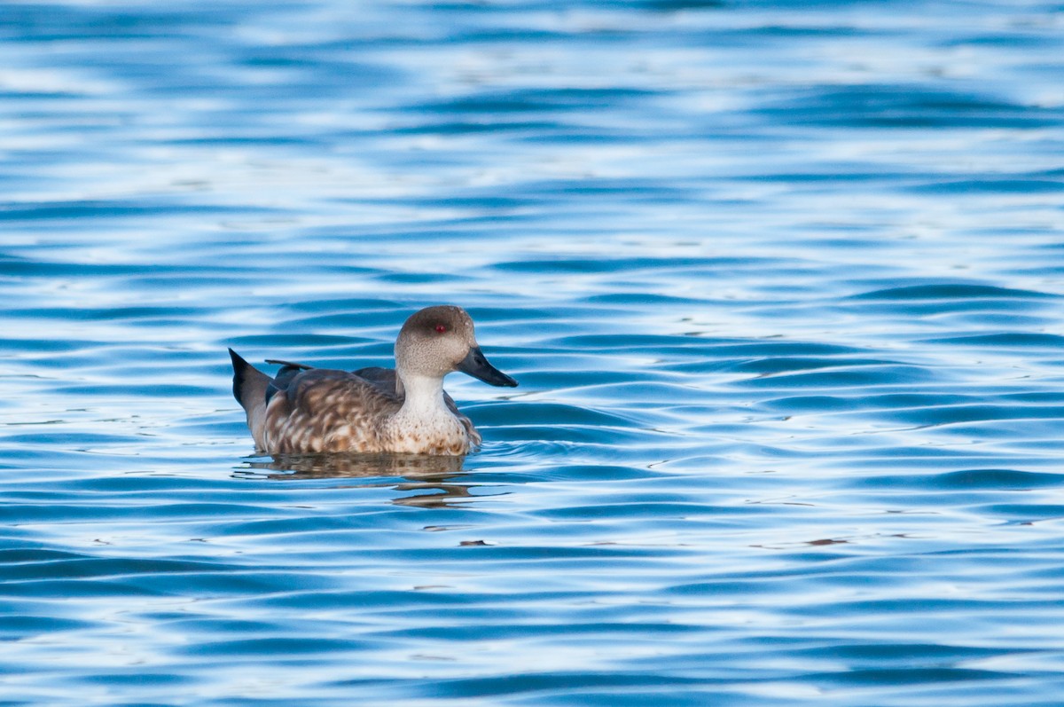 Crested Duck - ML124363661