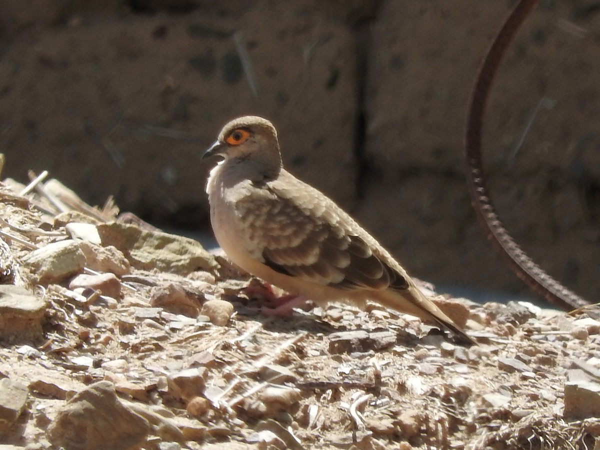 Bare-faced Ground Dove - ML124363691