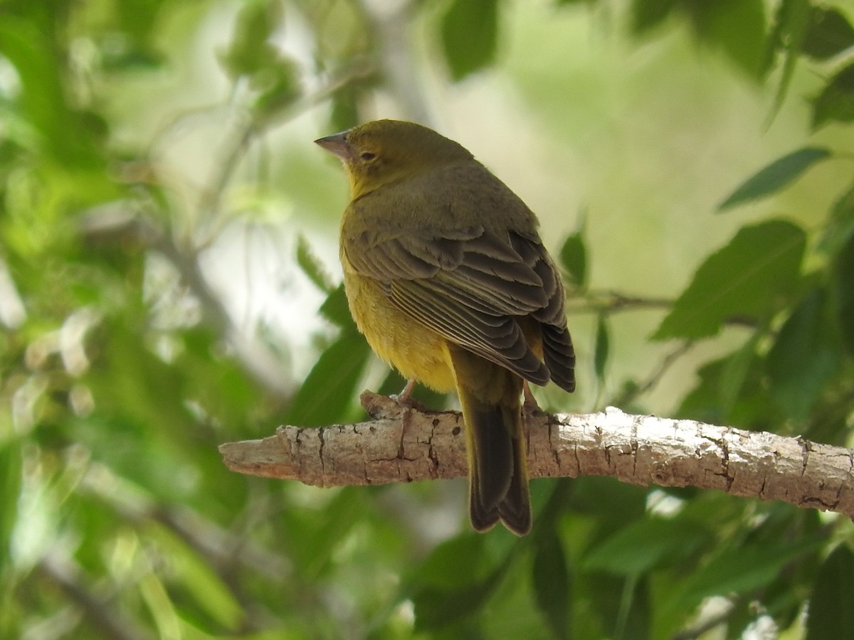 Greenish Yellow-Finch - ML124363911