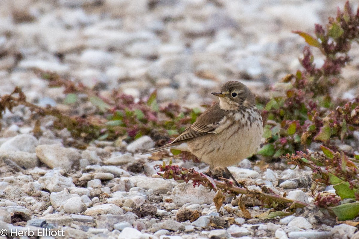 American Pipit - ML124364041
