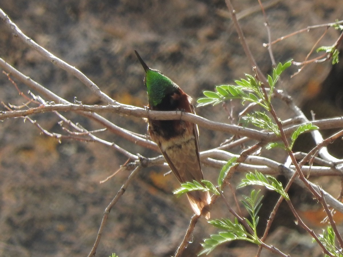 Wedge-tailed Hillstar - ML124364061