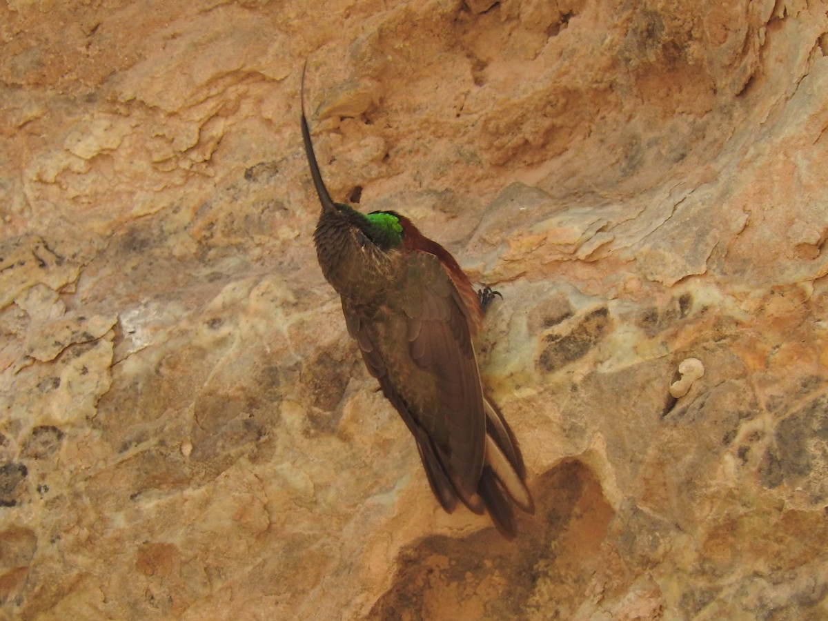 Wedge-tailed Hillstar - ML124364081