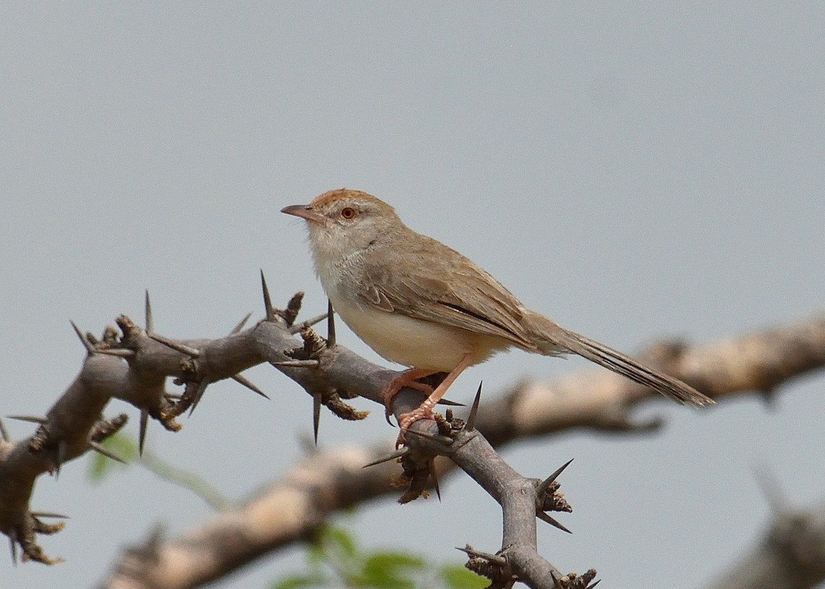Rufous-fronted Prinia - Mallika Rajasekaran