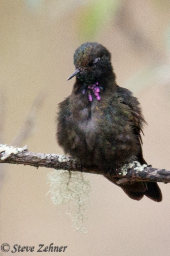 Blue-mantled Thornbill - ML124367671