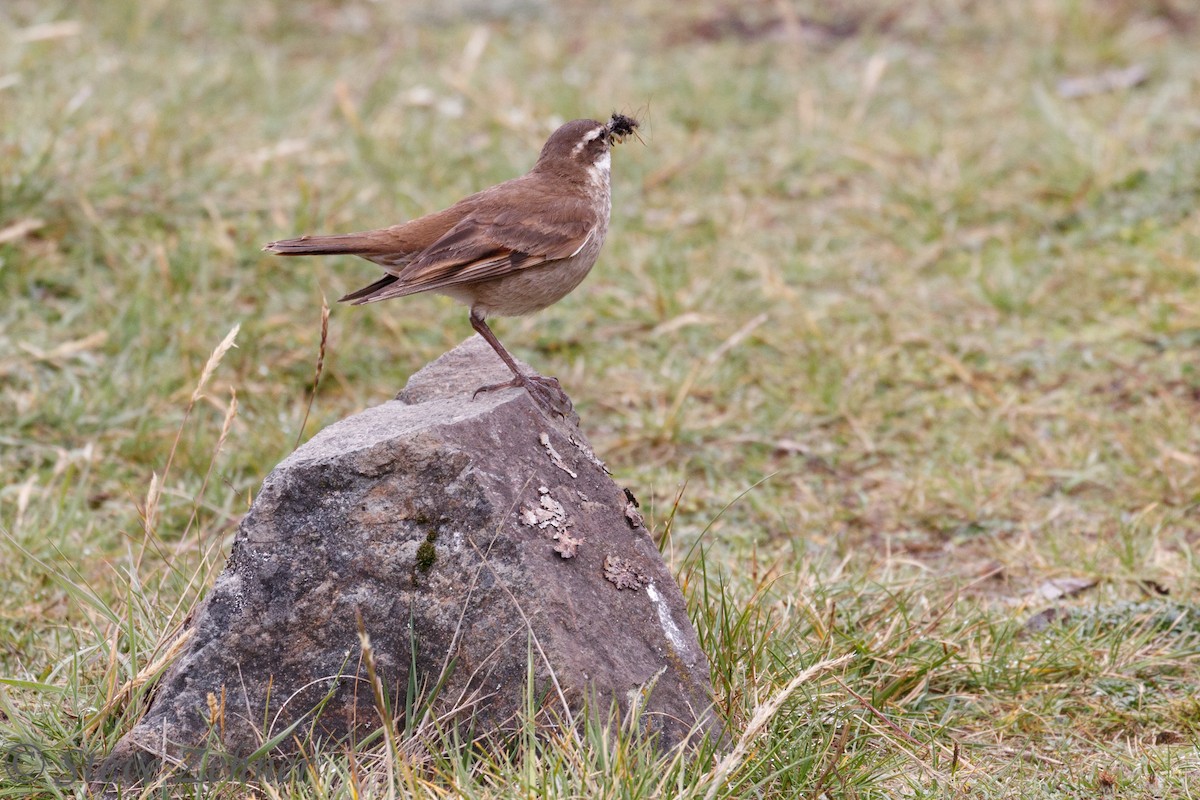 Stout-billed Cinclodes - Steve Zehner