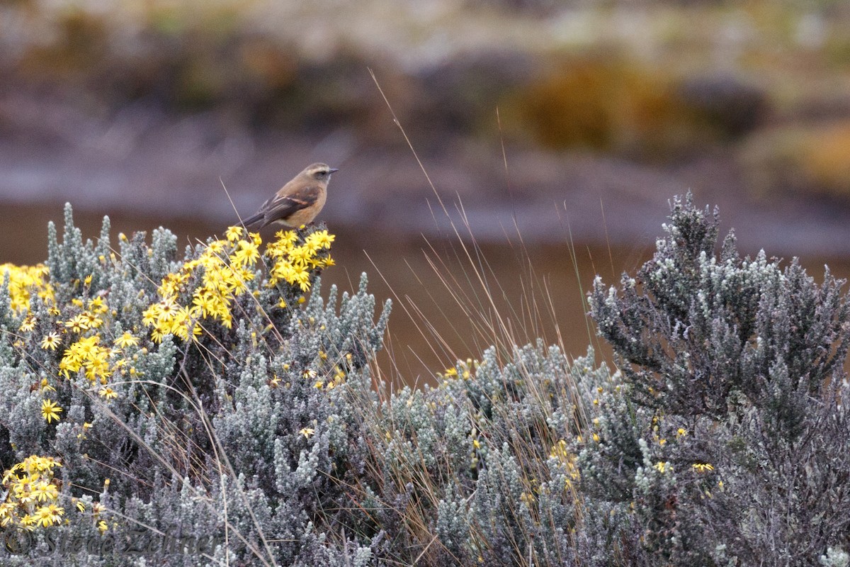 Brown-backed Chat-Tyrant - Steve Zehner