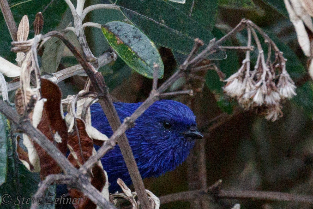 Tit-like Dacnis - ML124368901