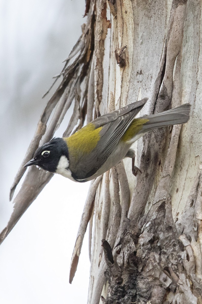 Black-headed Honeyeater - ML124369481