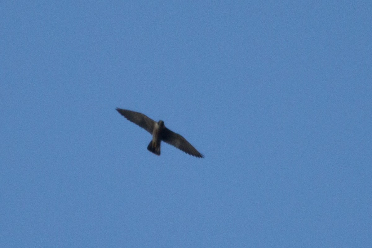 Peregrine Falcon - ML124372541