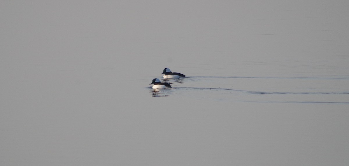 Bufflehead - J D