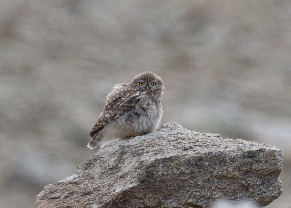 Little Owl - ML124373131