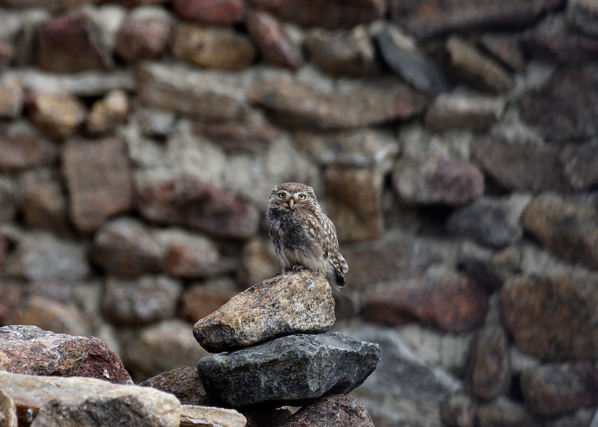 Little Owl - ML124373561