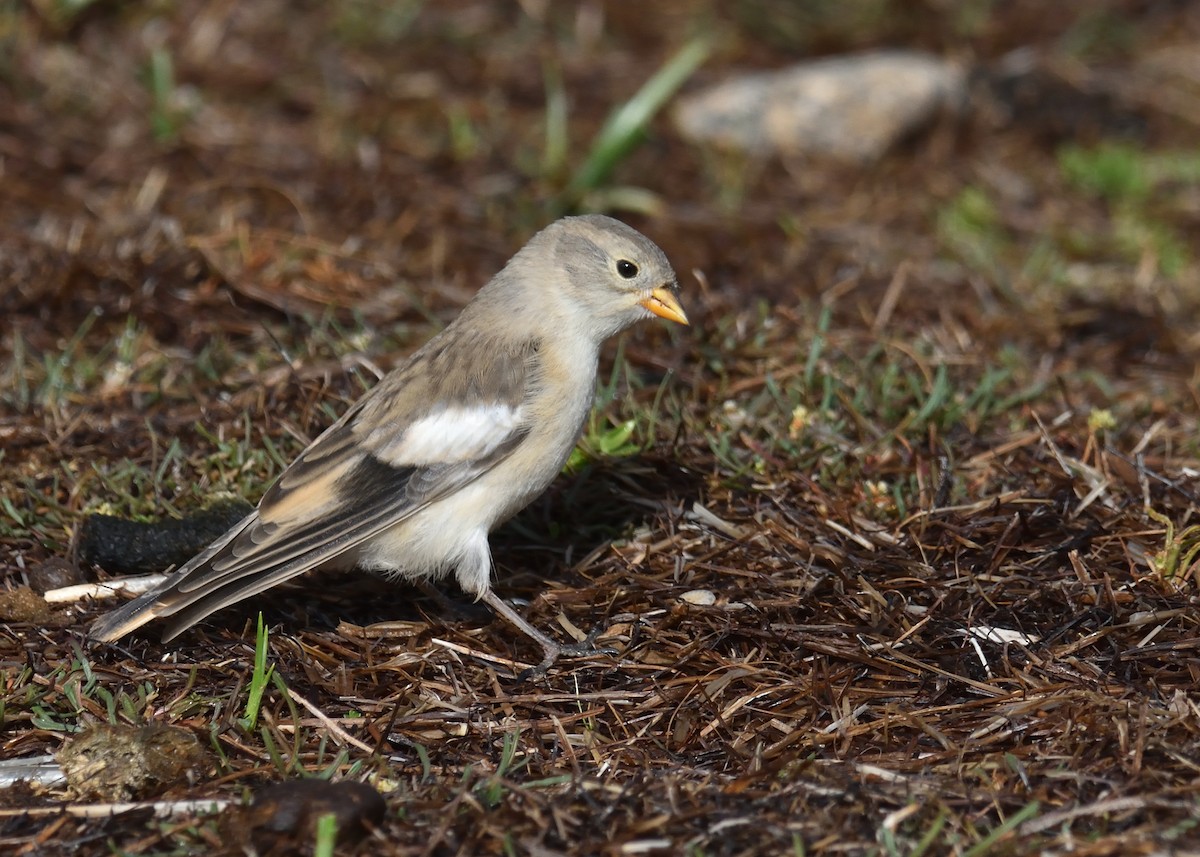 Black-winged Snowfinch - ML124373711