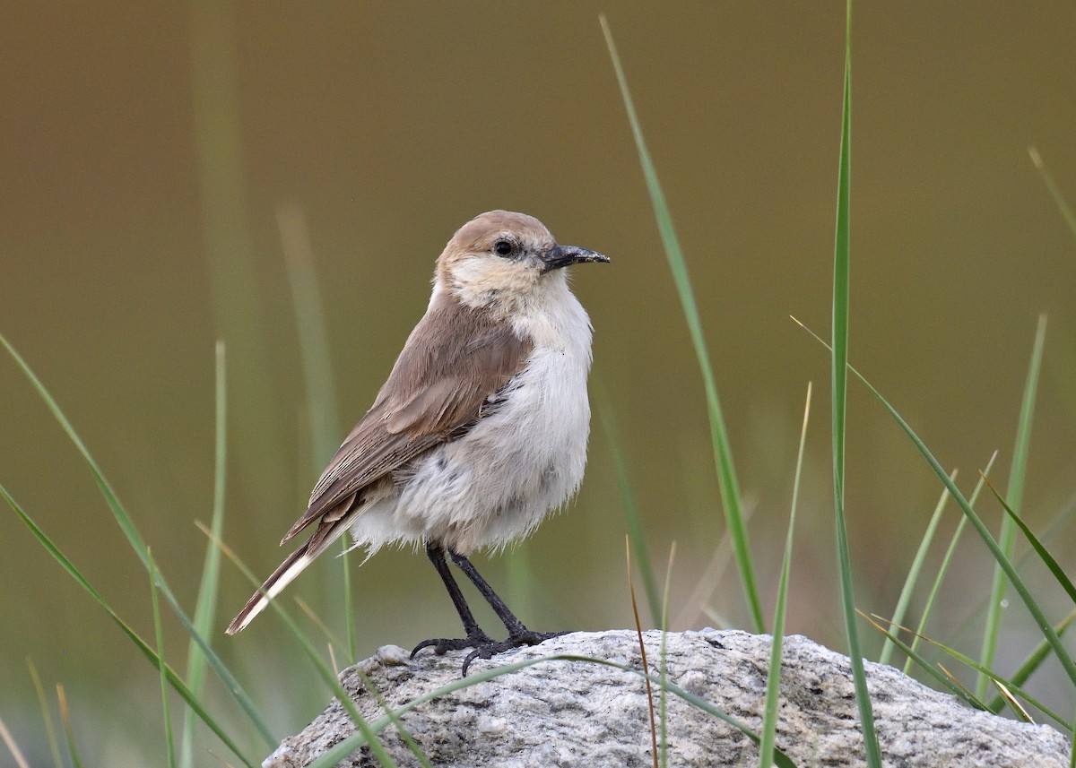 Ground Tit - Mallika Rajasekaran