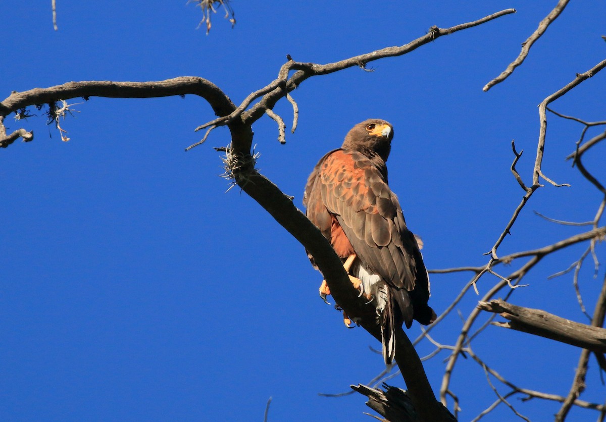 Harris's Hawk - ML124375691