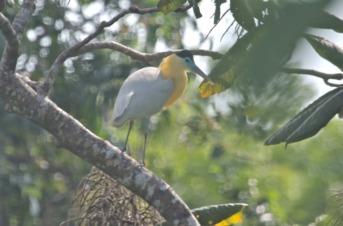 Capped Heron - Gil Ewing