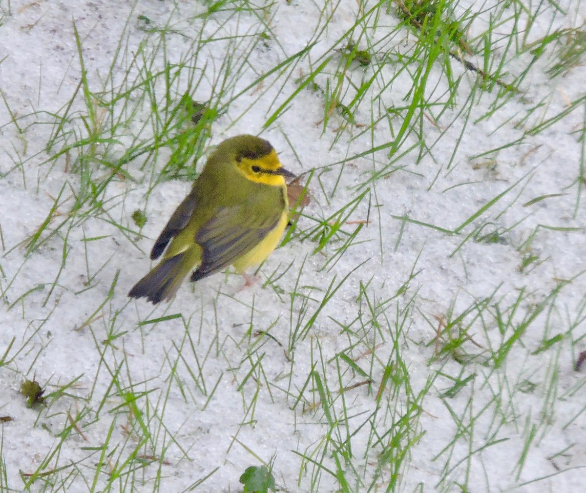 Hooded Warbler - Wendy Bale