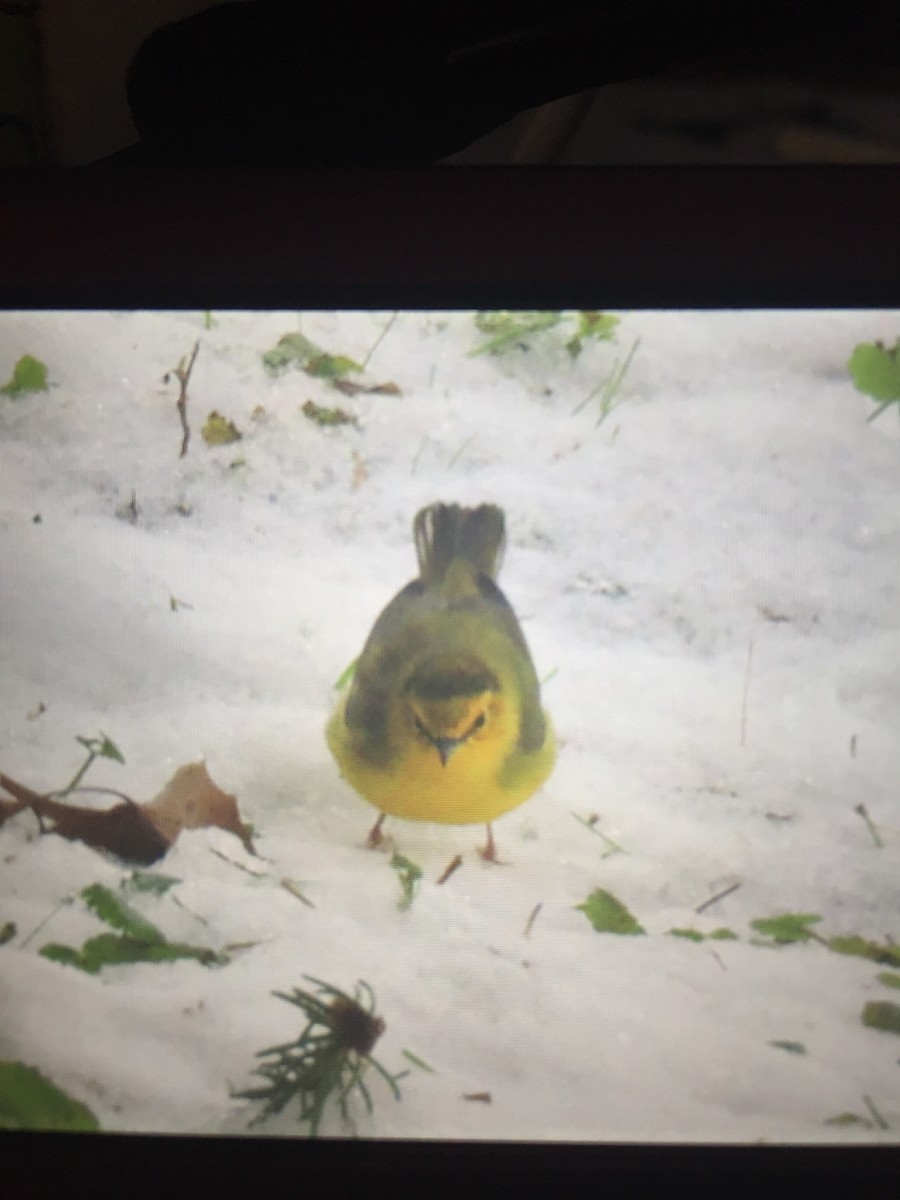 Hooded Warbler - Wendy Bale