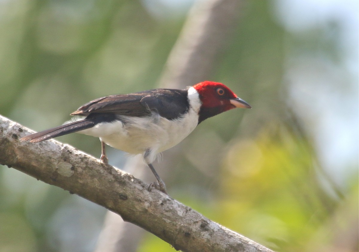 Red-capped Cardinal - ML124377161