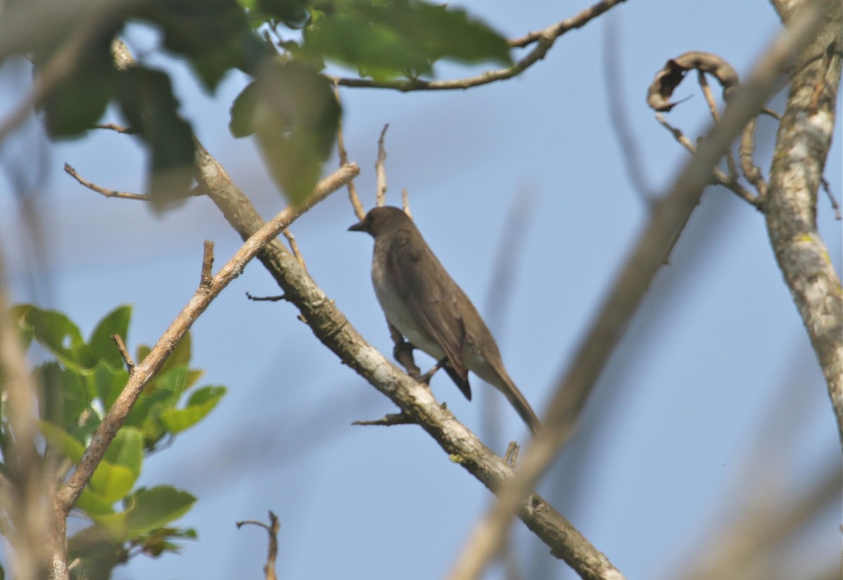 Black-billed Thrush - ML124377181