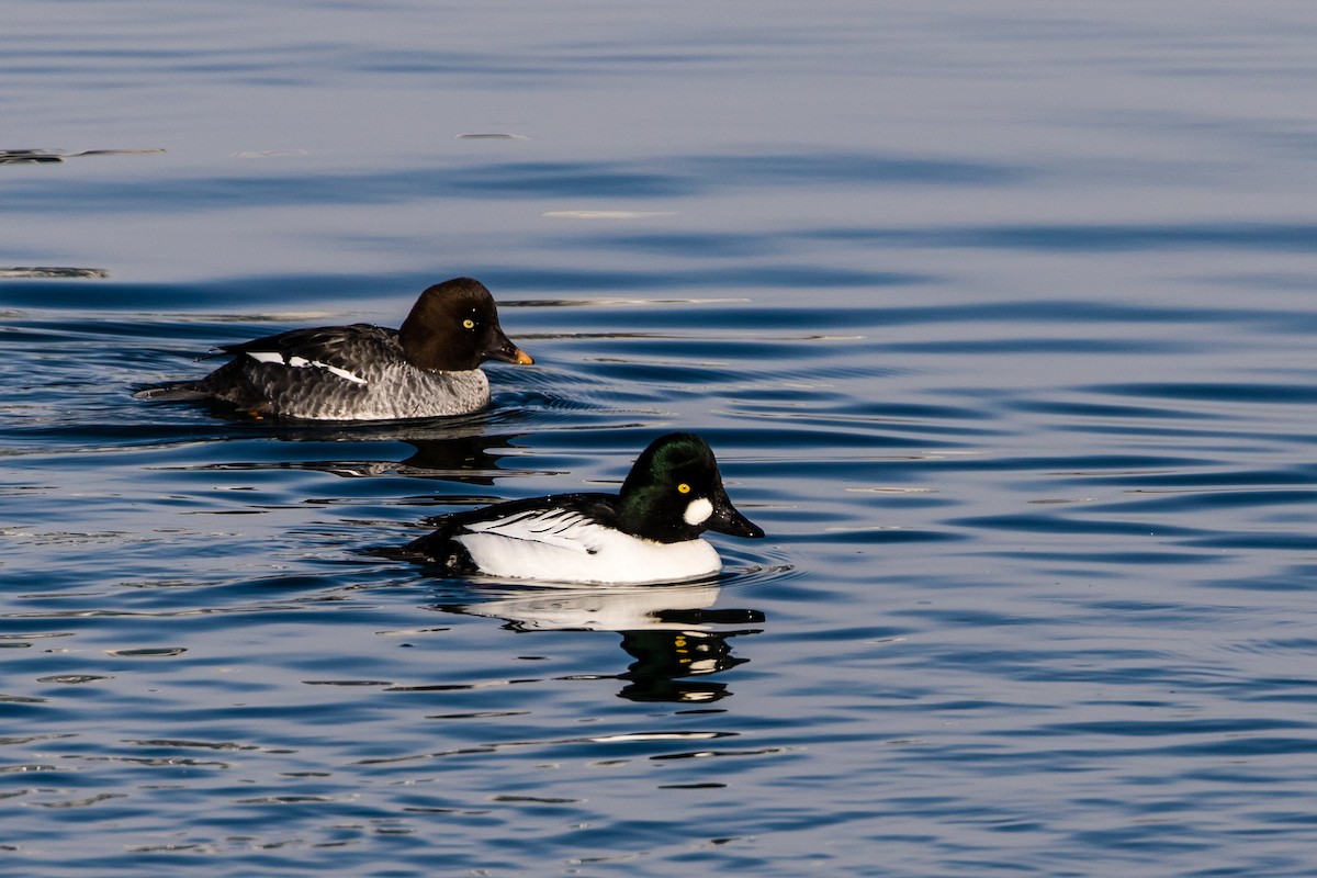 Common Goldeneye - Paul Fletcher