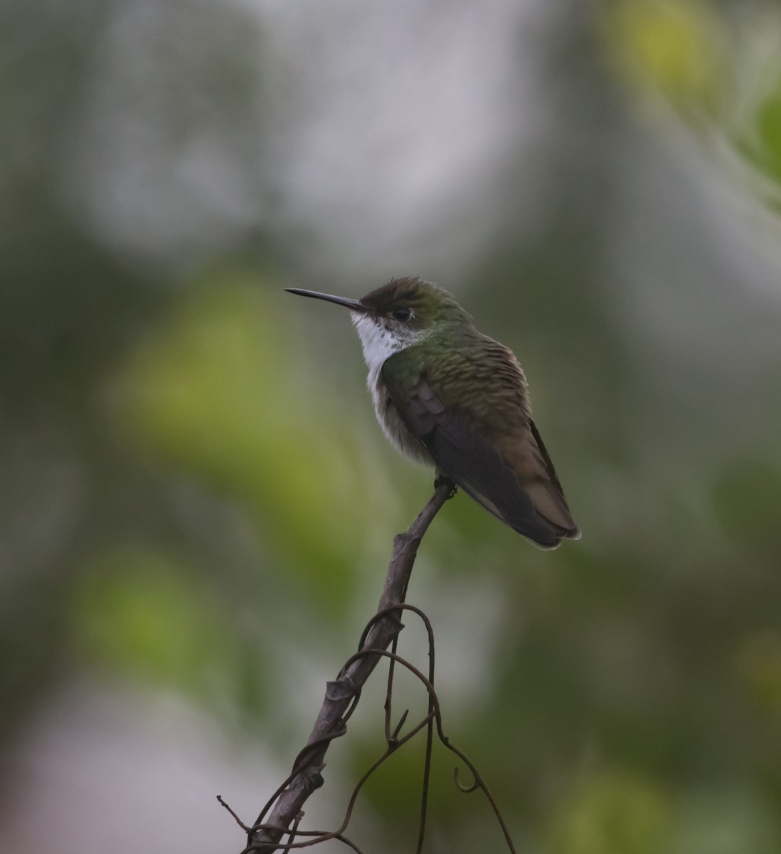 White-bellied Emerald - ML124378961