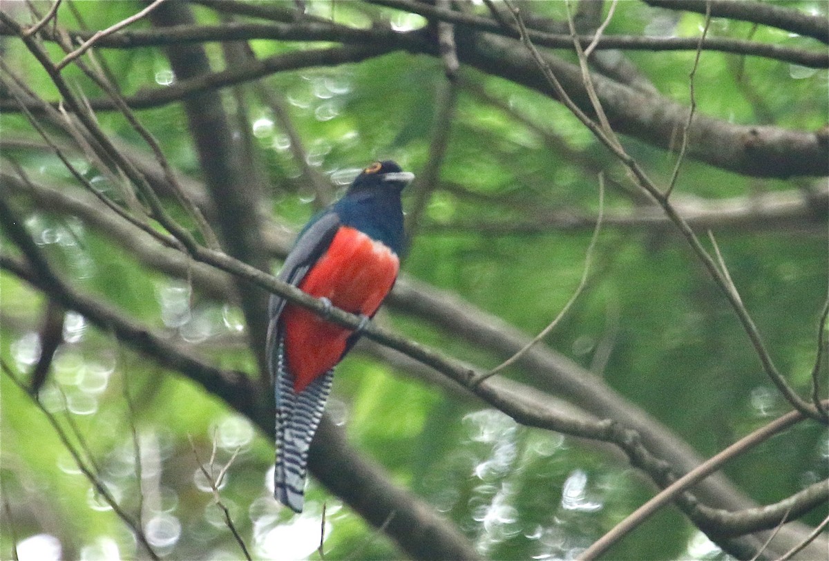 Blue-crowned Trogon - ML124379861