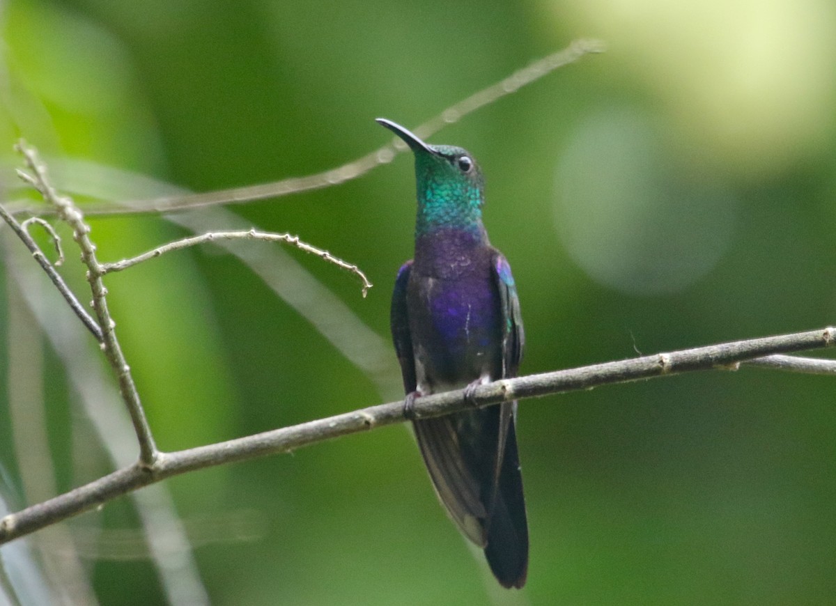 Fork-tailed Woodnymph - Gil Ewing