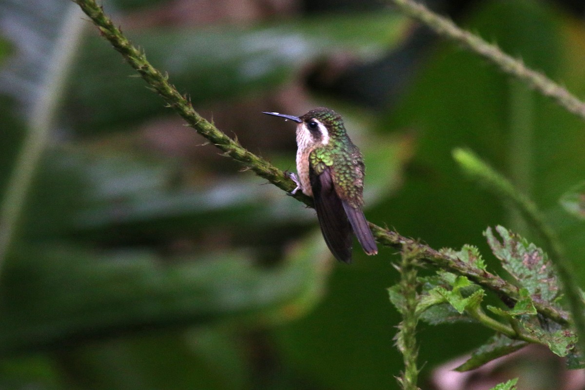 Speckled Hummingbird - ML124385051