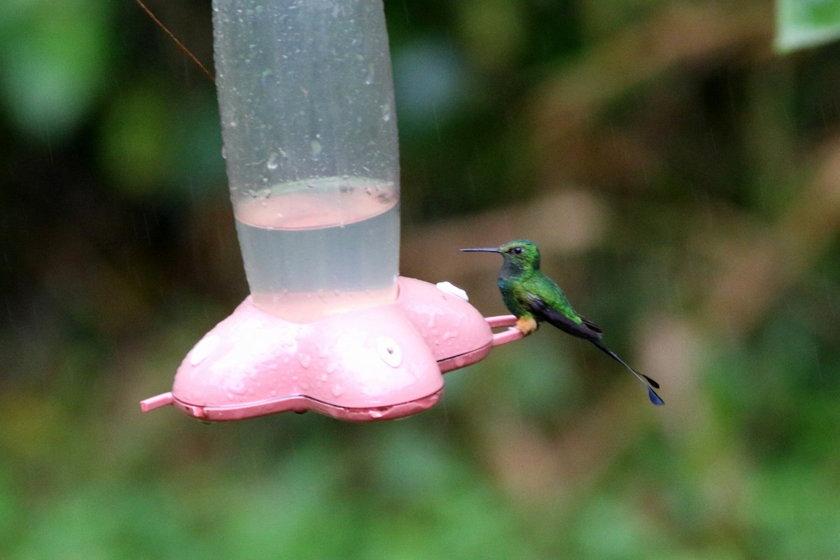 Rufous-booted Racket-tail - ML124385111