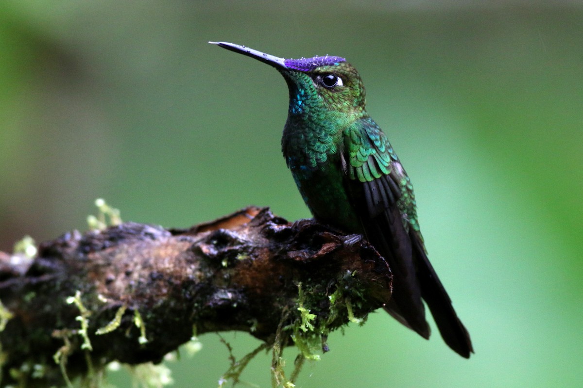 Violet-fronted Brilliant - Nick Kontonicolas