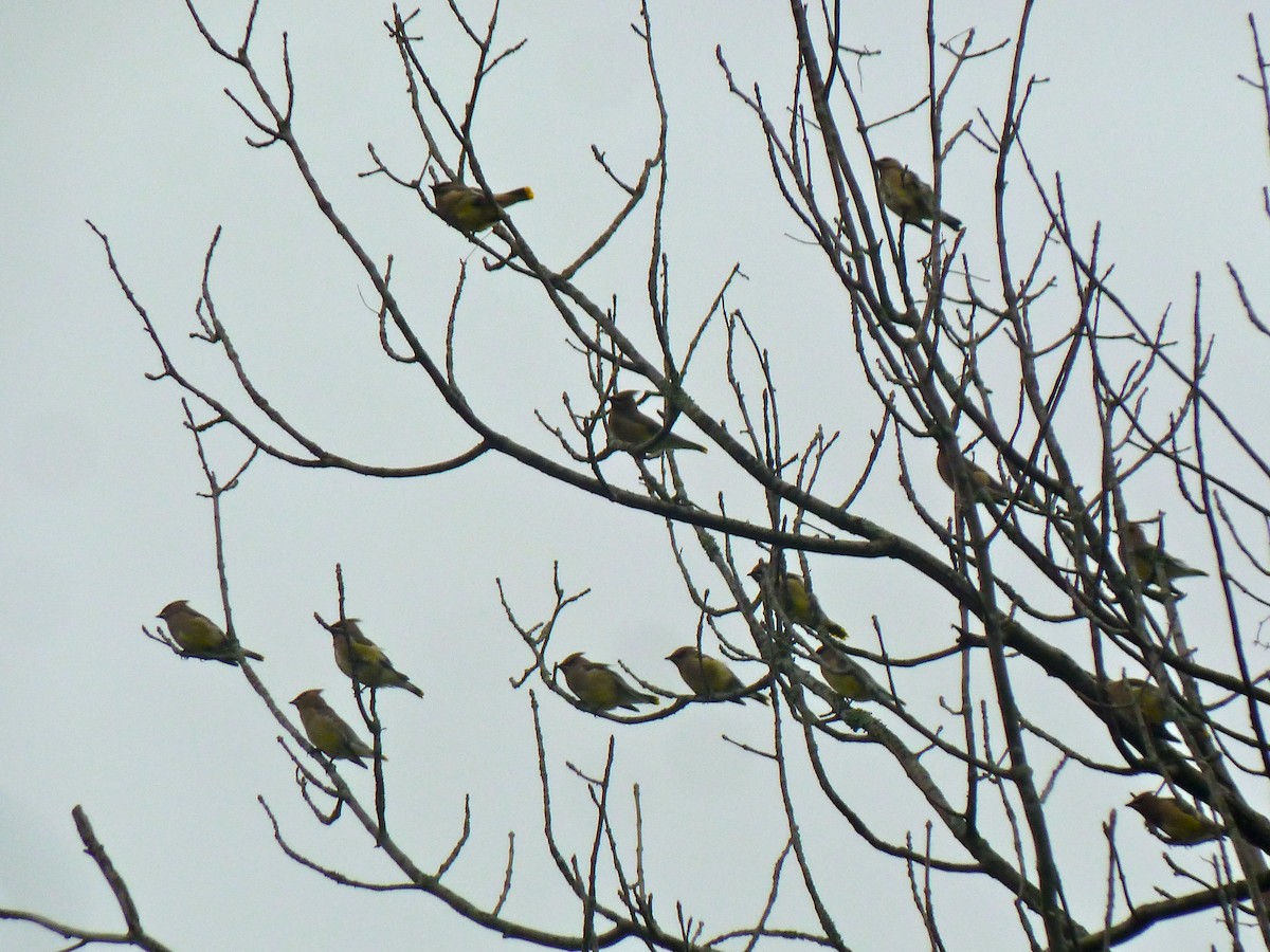 Cedar Waxwing - ML124385451