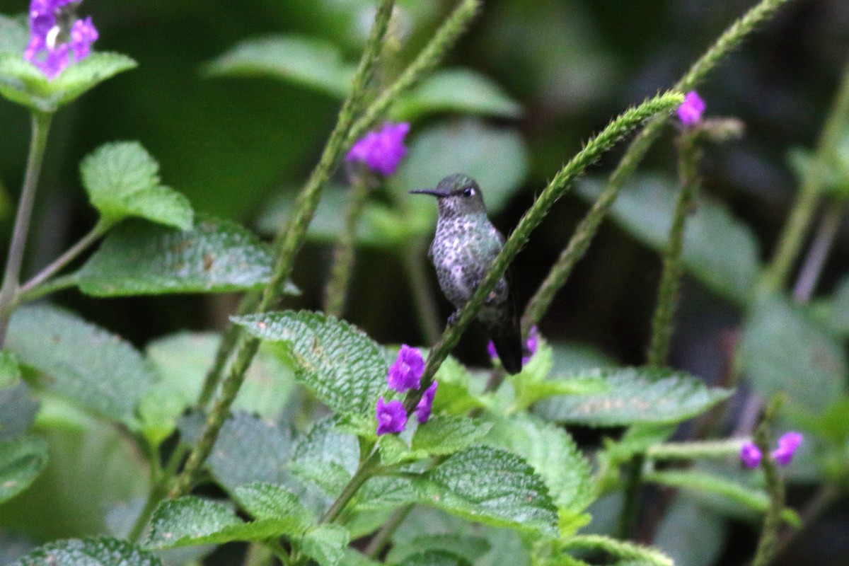 Many-spotted Hummingbird - ML124385531