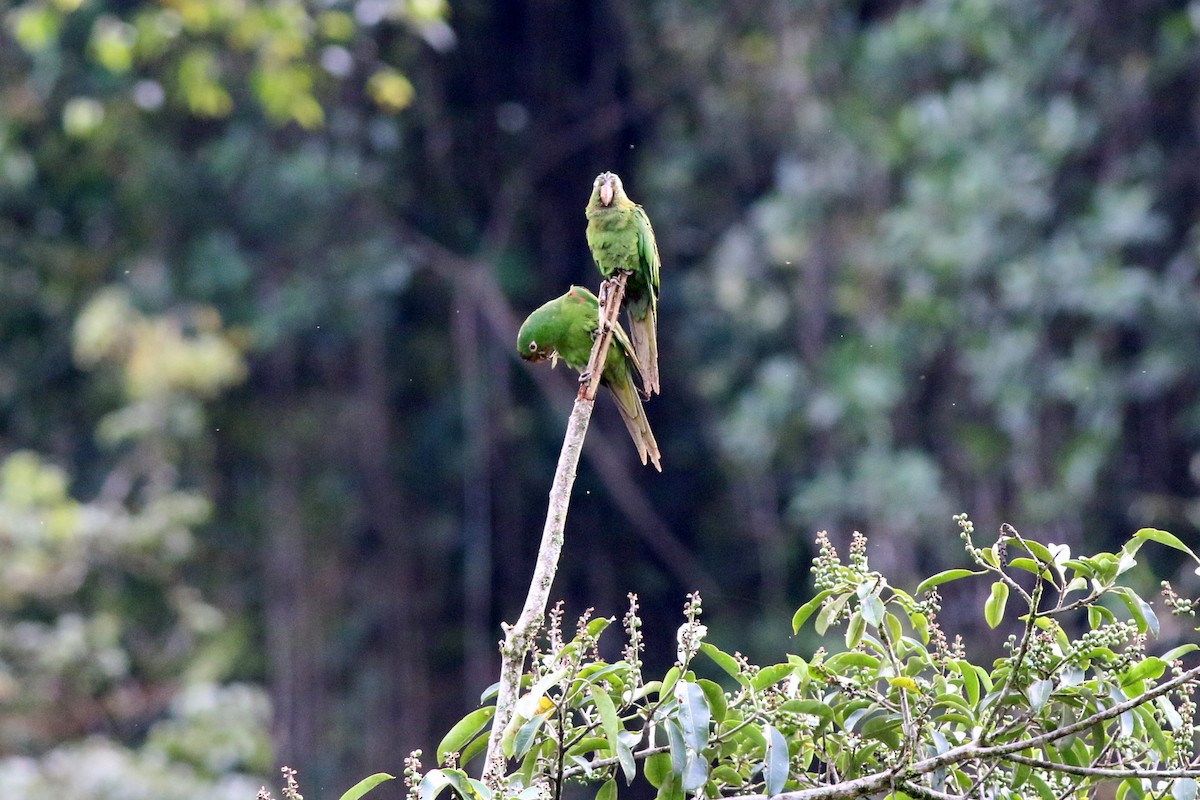 White-eyed Parakeet - ML124385591