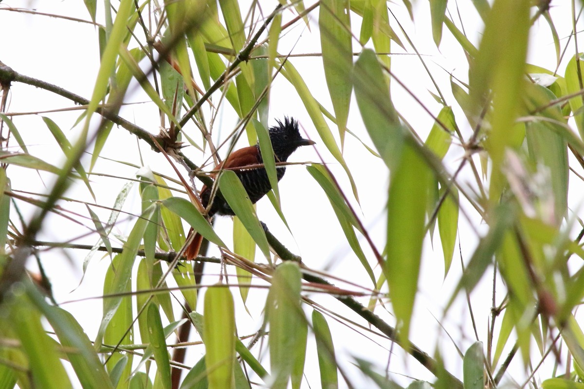 Chestnut-backed Antshrike - Nick  Kontonicolas