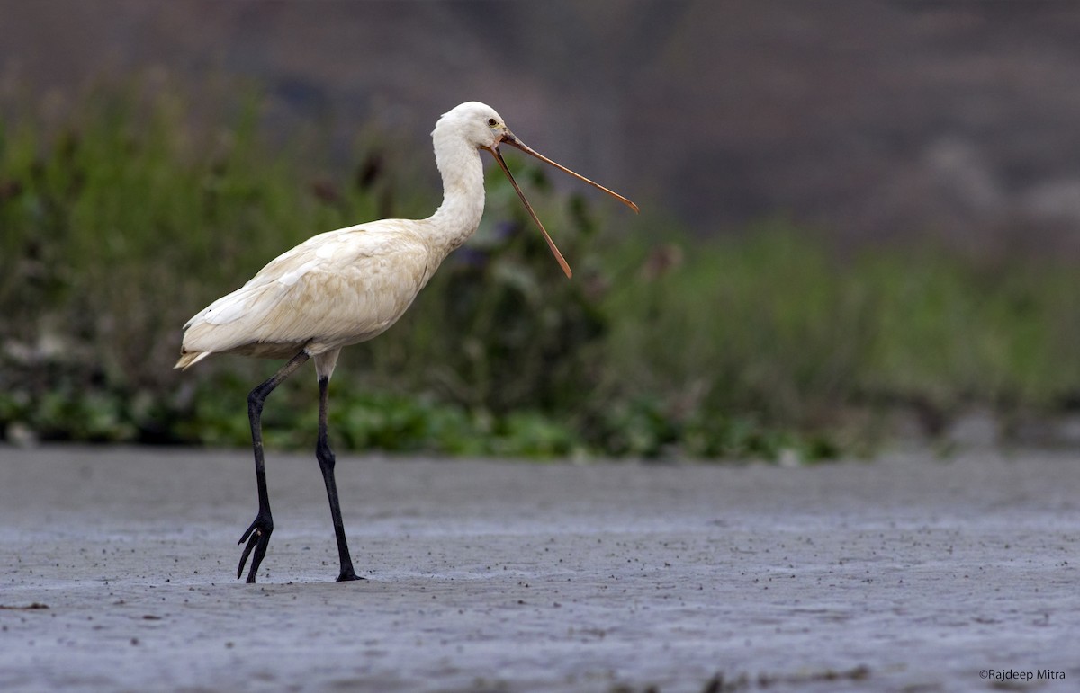 Eurasian Spoonbill - ML124388581