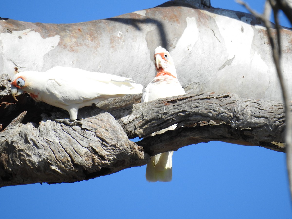 kakadu ostrozobý - ML124389021