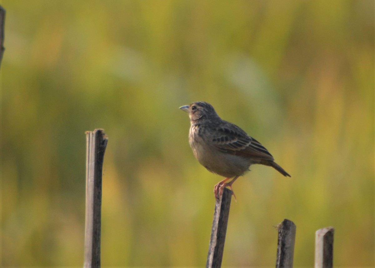 Bengal Bushlark - ML124389151