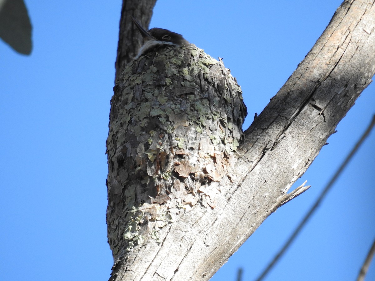 brhlíček proměnlivý - ML124389681