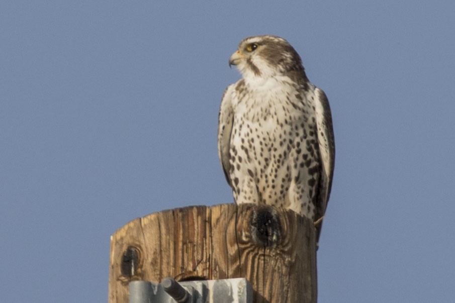 Prairie Falcon - ML124390811