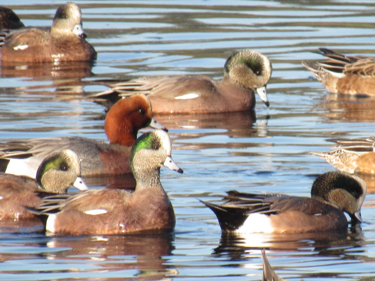 Eurasian Wigeon - ML124392241