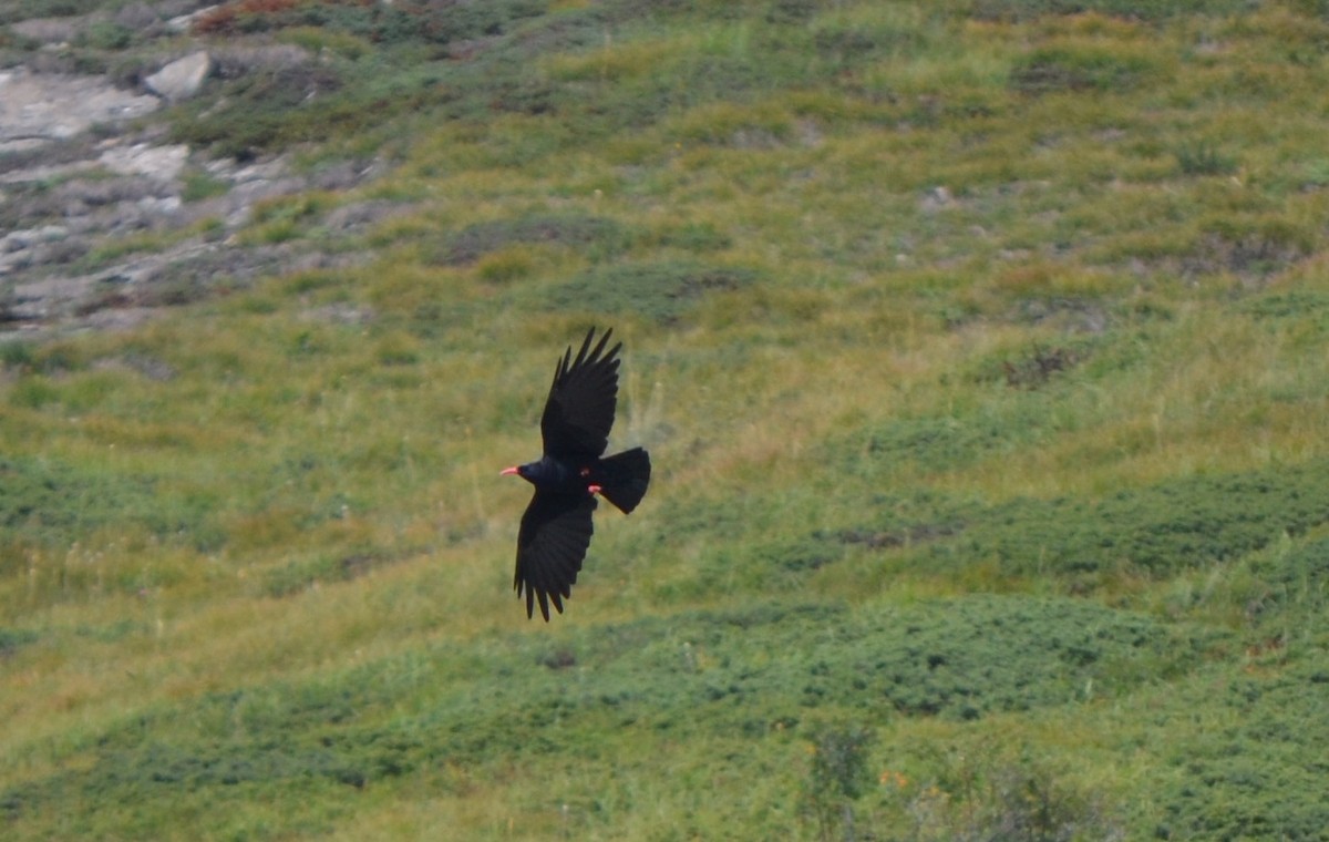 Red-billed Chough - ML124392251