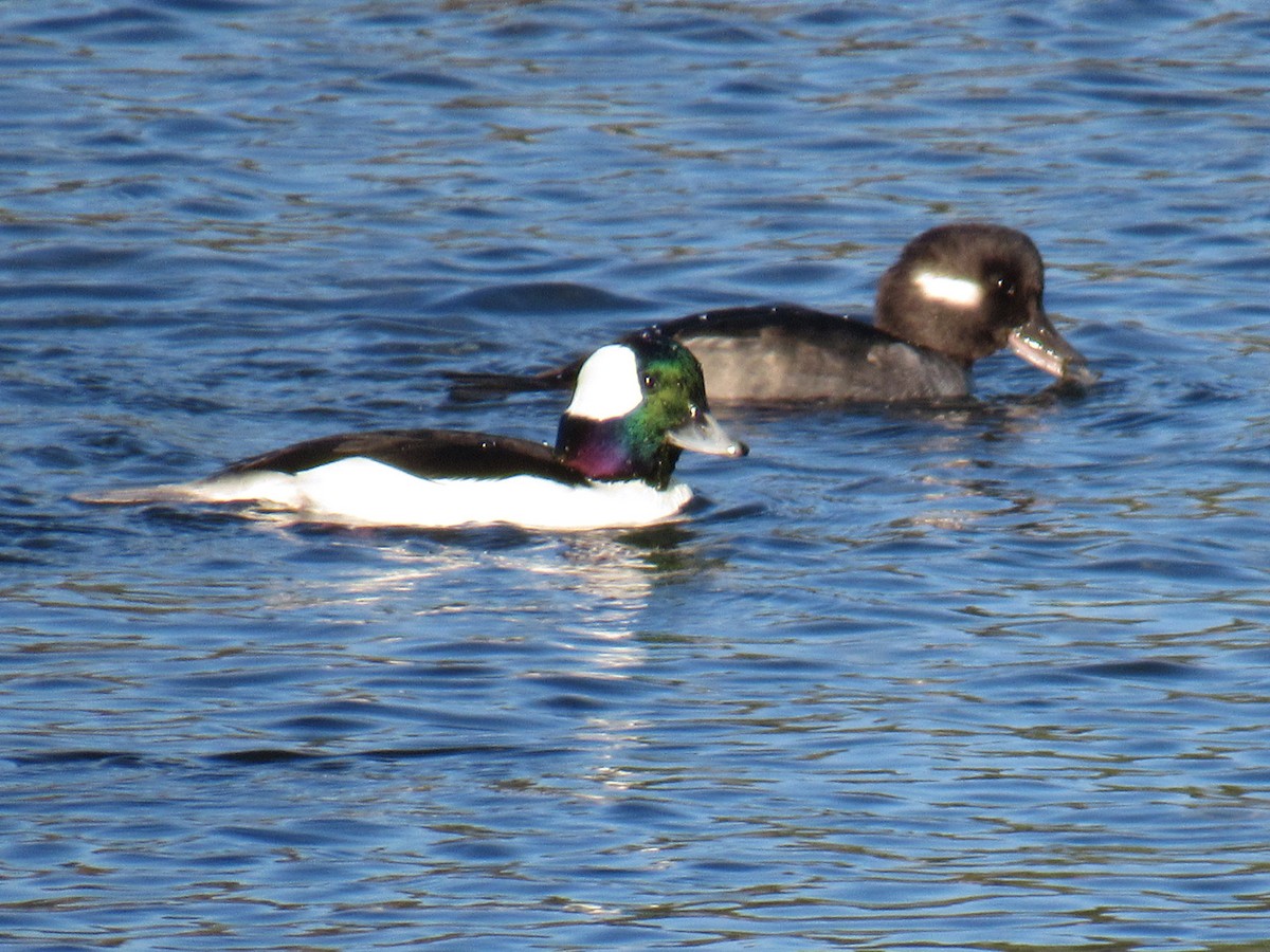 Bufflehead - ML124392271