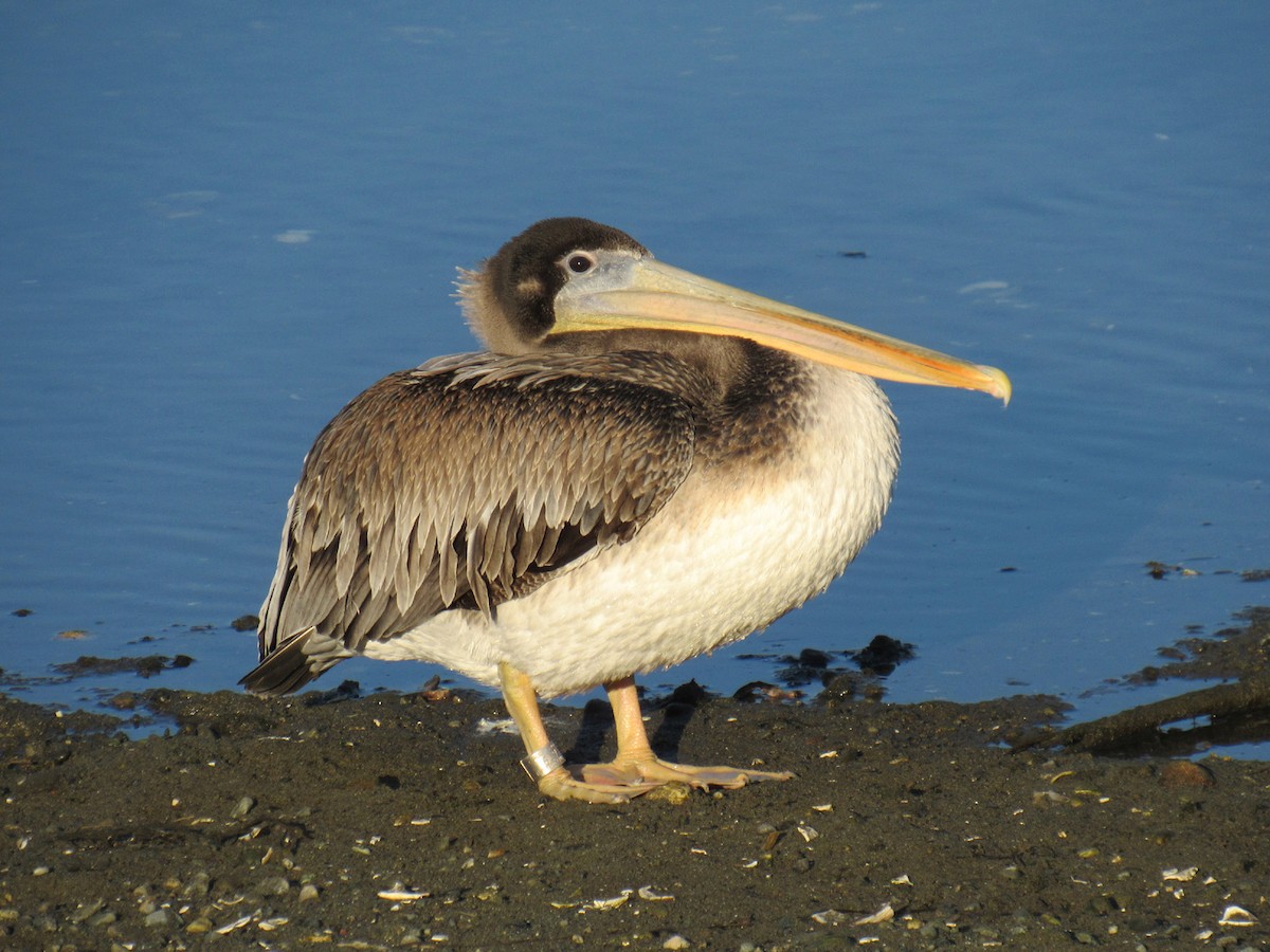 Brown Pelican - ML124392311