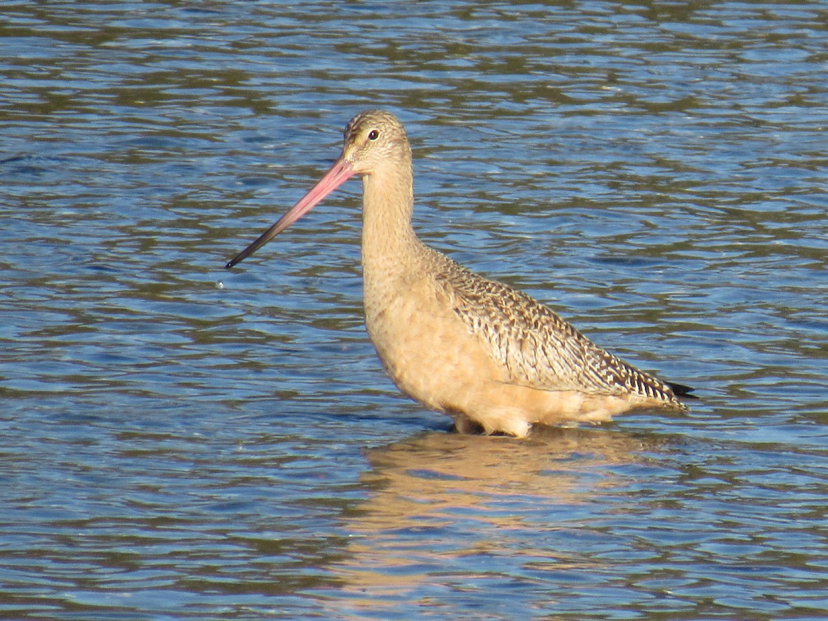 Marbled Godwit - ML124392351